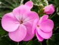 CDR-Williams-Variegate-leaved-Pink-Geranium-2