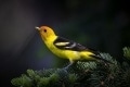 Western Tanager, Norm Dougan
