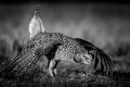 Norm-Dougan-Dancing-Sharptail-Grouse