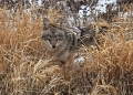The-Coyote-Stare_Williams-Linda
