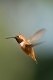 Jim Wolf - Orange Humming-bird-
