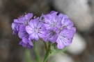 Terry-C0nroy-Thread-leaved-Phacelia