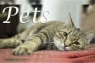 @Pets
