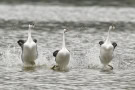 Terry-Conroy-Weatern-Grebe-Line-Dancers