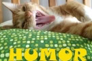 @HUMOR