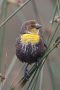Brian-Steinsland-Juvenile-Yellowheaded-Blackbird