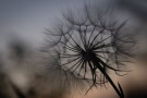 Yvonne-Hillsden-Goatsbeard-sunset