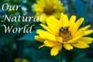 @ Our Natural World